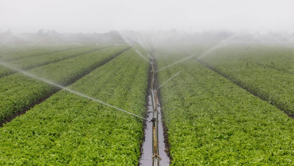 Investiții de 7 miliarde de lei în agricultură până în 2029: Accent pe irigare și procesare